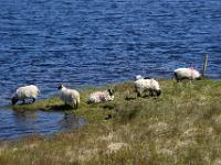 Weidende Schafe am Derryclare Lough - Connemara, Co. Galway